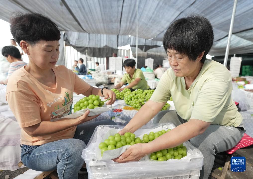 金冠官网平台